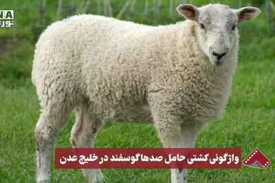 نورنما | واژگونی کشتی حمل صدها گوسفنددر خلیج عدن
