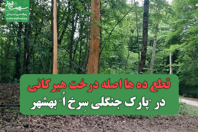 قطع ده ها اصله درخت هیرکانی در  پارک جنگلی سِرخ اُ  بهشهر