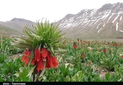 حمله جماعتی بی‌فرهنگ به دشت لاله‌های واژگون/غارت گل ملی+فیلم - تسنیم