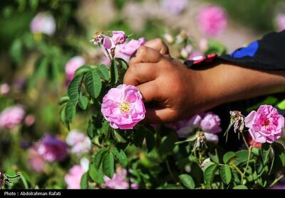 برداشت 40 تن گل محمدی از گلستان‌های نطنز و بادرود+فیلم - تسنیم