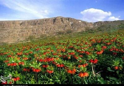 سفر به سرزمین لاله‌های واژگون/ روایت سرخ دشت‌های لرستان- فیلم فیلم استان تسنیم | Tasnim