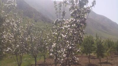 چشم نوازی بهار در روستای جغدان به روایت شهروندخبرنگار