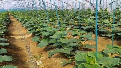 جویبار قطب خیار گلخانه‌ای؛ جهاد کشاورزی به دنبال ارقام جدید