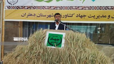 دهلران، قطب کشاورزی ایلام؛ پیش‌بینی برداشت ۱۵۰ هزار تن گندم
