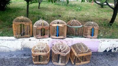 کشف ۵ قطعه کبک در منزل یک شکارچی متخلف سنندجی