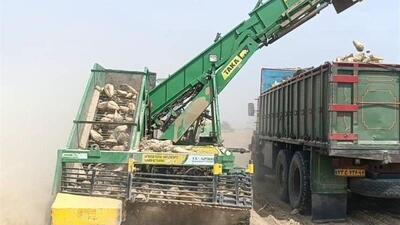 نخستین‌بار برداشت چغندرقند در استان بوشهر آغاز شد