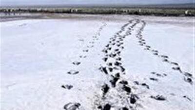 بی آبی در تالاب کجی نمکزار نهبندان و حضور کمرنگ پرندگان مهاجر