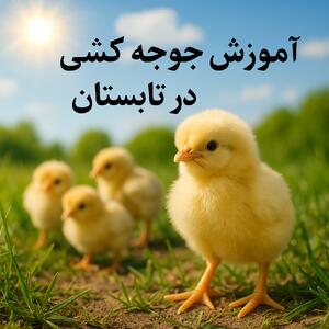 آموزش جوجه کشی در تابستان