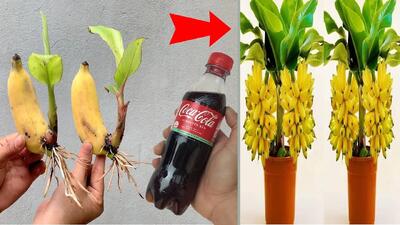 روشی ساده برای کاشت درخت موز با ۱ بطری نوشابه / در خانه درخت موز داشته باش