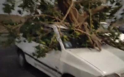 ببینید/ سقوط درخت بر روی خودرو در اثر طوفان در تهران