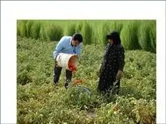 کشت صیفی‌جات در شهرستان اندیکا افزایش یافت