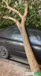 سقوط درخت روی خودرو در دریاچه چیتگر تهران/فیلم