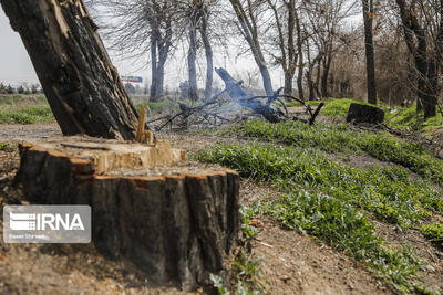 عاملان قطع ۲۰ اصله درخت در بهشهر دستگیر و روانه زندان شدند