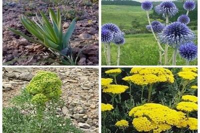 رستنی‌هایی سود آور و تشنه سرمایه گذاری در خراسان شمالی