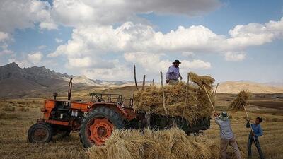 قیمت گندم باید افزایش یابد!
