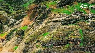 تصویری از زیبایی مخمل کوه لرستان