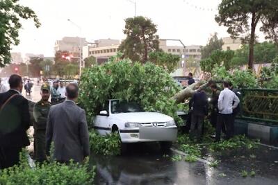 سقوط درخت تنومند بر روی دو خودرو در خیابان آزادی تهران + فیلم