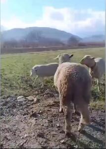 فیلم مبارزه دلخراش گوسفند گردن شکسته
