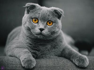 نگهداری نژاد گربه اسکاتیش فولد چگونه است؟