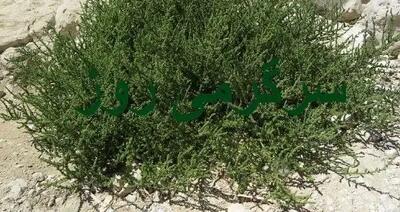 این گیاه معجزه‌آسا هدیه بهار به زمین های کویری است /  پاک‌کننده قوی کبد و کلیه‌هاو  کاهنده قند خون و فشار خون