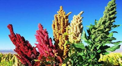 کینوا؛ محصولی سودآور برای کشاورزی و امنیت غذایی