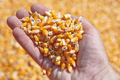 ۳۰ هزار تن نهاده دام و طیور در گیلان توزیع شد