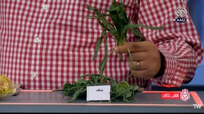 گیاه بهاری که درمان مشکلات گوارشی و ضد سرطان است + فیلم