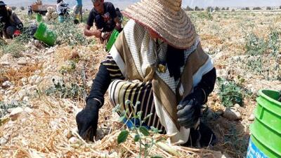 برداشت پیاز از باغ‌های روستای زاهد محمود لارستان + عکس