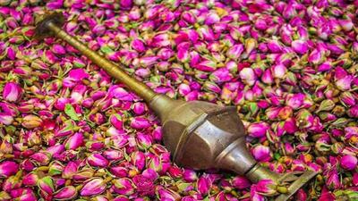 برپایی جشنواره گل محمدی در الله رود بار بابل + عکس