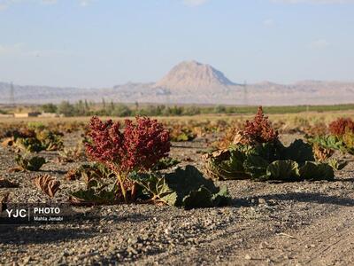 تصاویری از دشت ریواس کرمان