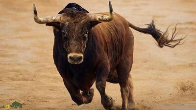 تصاویری عجیب از حمله یک گاو خشمگین به یک خودرو!
