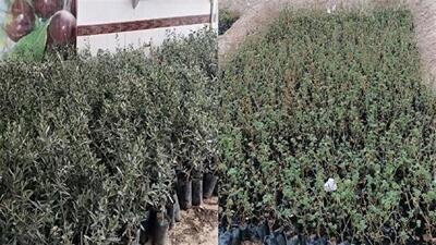 توزیع ۱۰ هزار نهال مثمر در شهرستان خوسف
