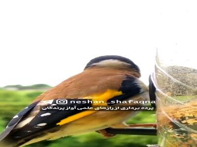 راز آواز پرندگان