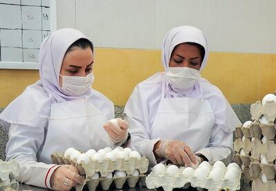 قیمت تخم‌مرغ در بازار؛ ۸ اردیبهشت ۱۴۰۴