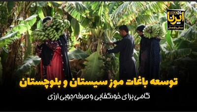 فیلم| توسعه باغات موز سیستان و بلوچستان؛ گامی برای خودکفایی و صرفه‌جویی ارزی