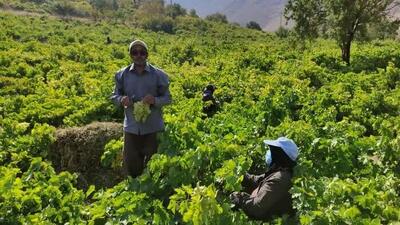 سطح زیر کشت باغات انگور شهرستان به ۵۵۰ هکتار رسید