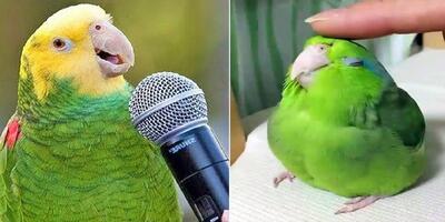 ویدیو خنده دار حیوانات: بازی با پرندگان بامزه!