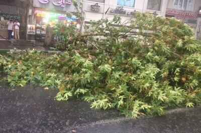تندباد ۹۰ کیلومتر بر ساعت ۴۳ درخت را در اصفهان انداخت
