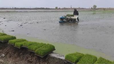 کشت مکانیزه کلید افزایش بهره‌وری در شالیزار‌های نور