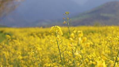 کلزاکاران خوزستانی در تنگنای حمل‌ونقل؛ ۵۳ هزار تن محصول خریداری شد