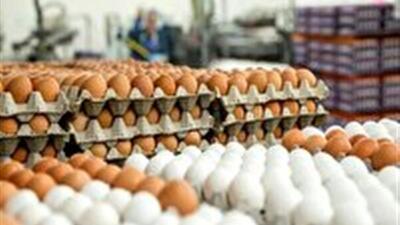 صادرات بیش از ۳ هزار تن تخم مرغ خوراکی به عراق و افغانستان