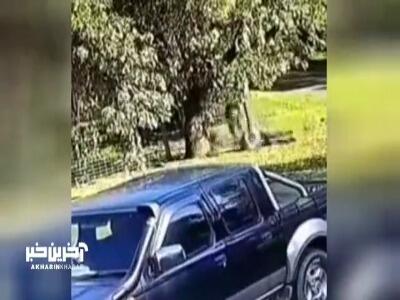 حمله کانگورو به یک مرد در استرالیا