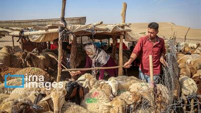 ۶۴۴ طرح اشتغالزایی عشایر لرستان به بانک‌ معرفی شد
