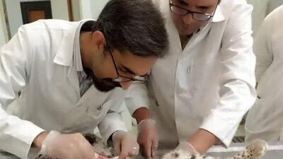 محیط‌زیست علت تلف شدن توله‌های پلنگ‌ در کرمان را اعلام کرد