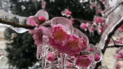 سرمای بهاره تهدیدی برای محصولات کشاورزی / سامانه هوشمندسازی پای کارآمد