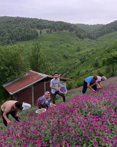 برداشت گل گاوزبان در گیلان