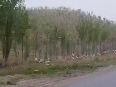 وضعیت اسفبار محور «صالح‌آباد»؛ زباله‌دانی در قلب طبیعت دماوند