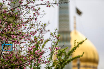حضرت معصومه(س) الگوی دختران برای تقویت ارزش‌های انسانی و زیبایی‌های شخصیتی است+ فیلم