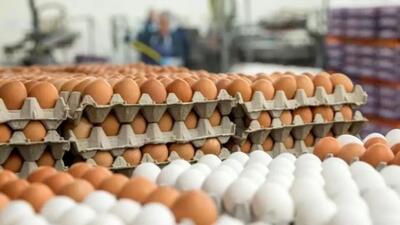کاهش بی‌سابقه قیمت تخم‌مرغ در یزد؛ زیان تولیدکنندگان و خطر ناپایداری تولید