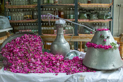 عطر ناب گل محمدی در دل سیستان و بلوچستان